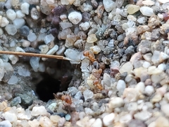 Dorymyrmex bicolor