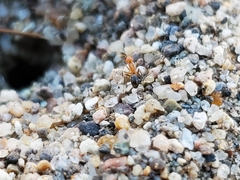 Dorymyrmex bicolor