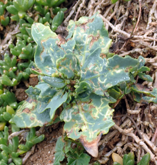 Atriplex australasica