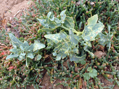 Atriplex australasica