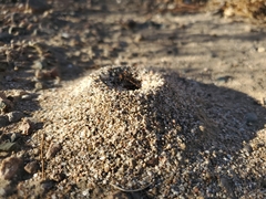 Dorymyrmex bicolor