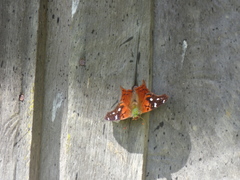 Hypanartia kefersteini