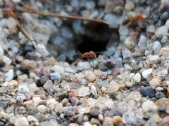 Dorymyrmex bicolor