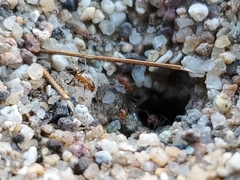 Dorymyrmex bicolor