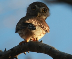 Glaucidium palmarum