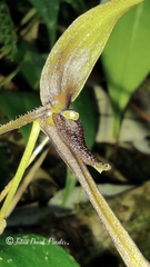 Pleurothallis killipii