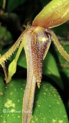 Pleurothallis killipii