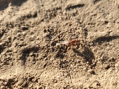 Pogonomyrmex californicus
