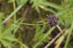 Allium amphibolum