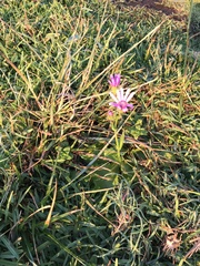 Senecio macrocephalus