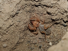 Eremobates