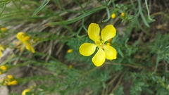 Linum kingii
