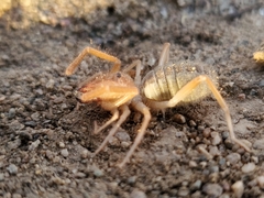 Eremobates