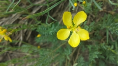 Linum kingii