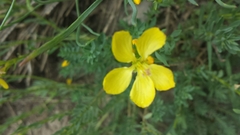 Linum kingii