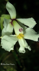 Epidendrum blepharistes
