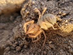 Eremobates