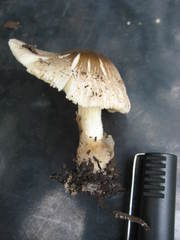 Volvariella volvacea