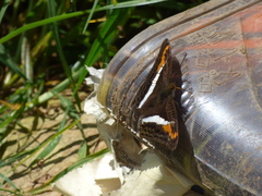 Adelpha corcyra collina