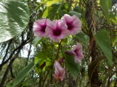 Ipomoea abrupta