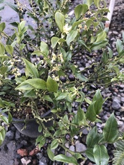 Sarcococca