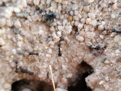 Veromessor pergandei