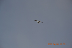 Larus canus