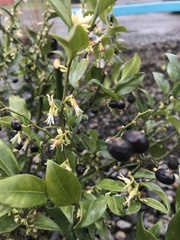 Sarcococca