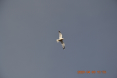 Larus canus