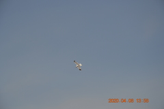 Larus canus