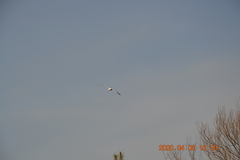 Larus canus