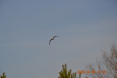 Larus canus