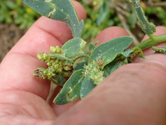 Atriplex australasica