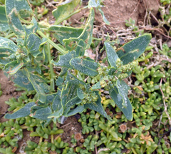 Atriplex australasica