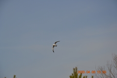 Larus canus