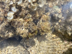 Melanamansia glomerata