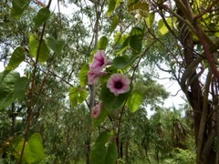 Ipomoea abrupta