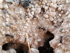 Veromessor pergandei