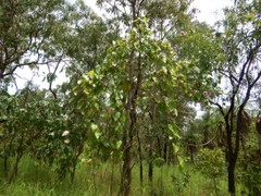 Ipomoea abrupta