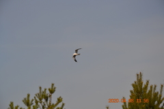 Larus canus