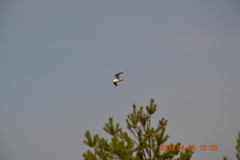 Larus canus
