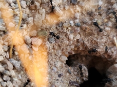 Veromessor pergandei