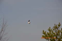 Larus canus