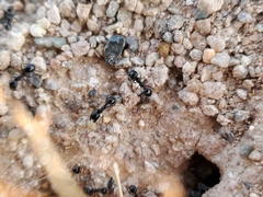 Veromessor pergandei