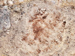Pogonomyrmex californicus