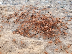 Pogonomyrmex californicus