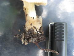 Volvariella volvacea