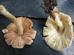 Volvariella volvacea