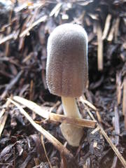 Volvariella volvacea