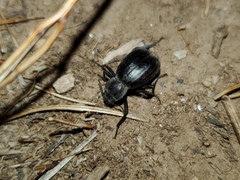 Stenomorpha